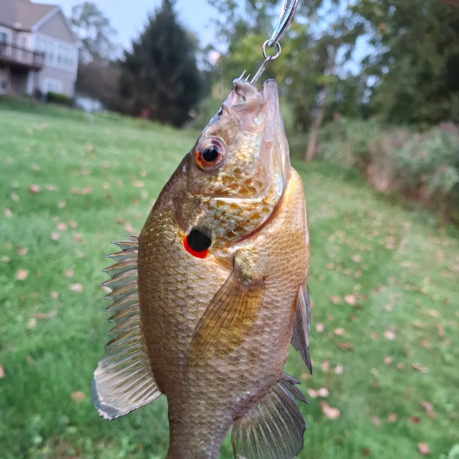 Redear sunfish caught on Fishbrain