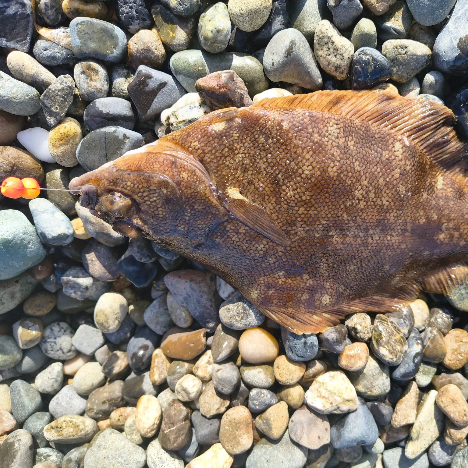 The most recent Northern rock sole catches on Fishbrain