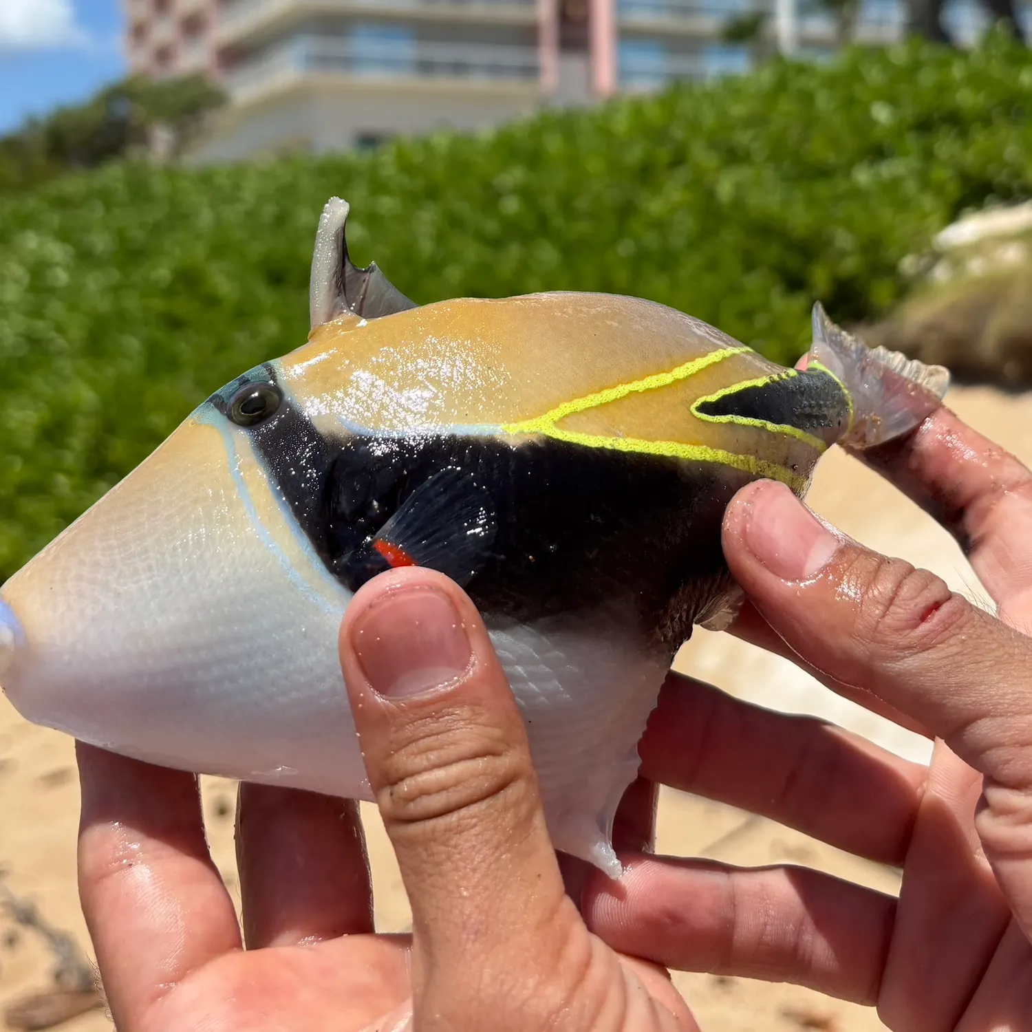 The most recent Wedge-tail triggerfish catches on Fishbrain