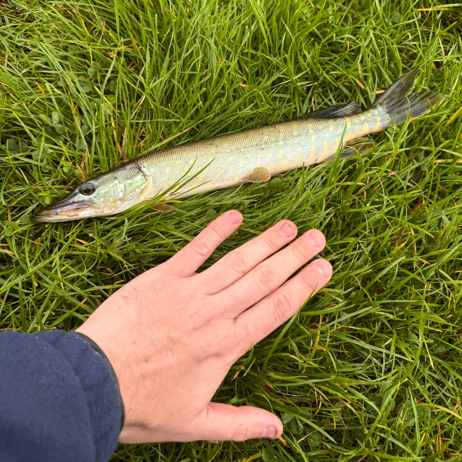 Northern pike caught on Fishbrain