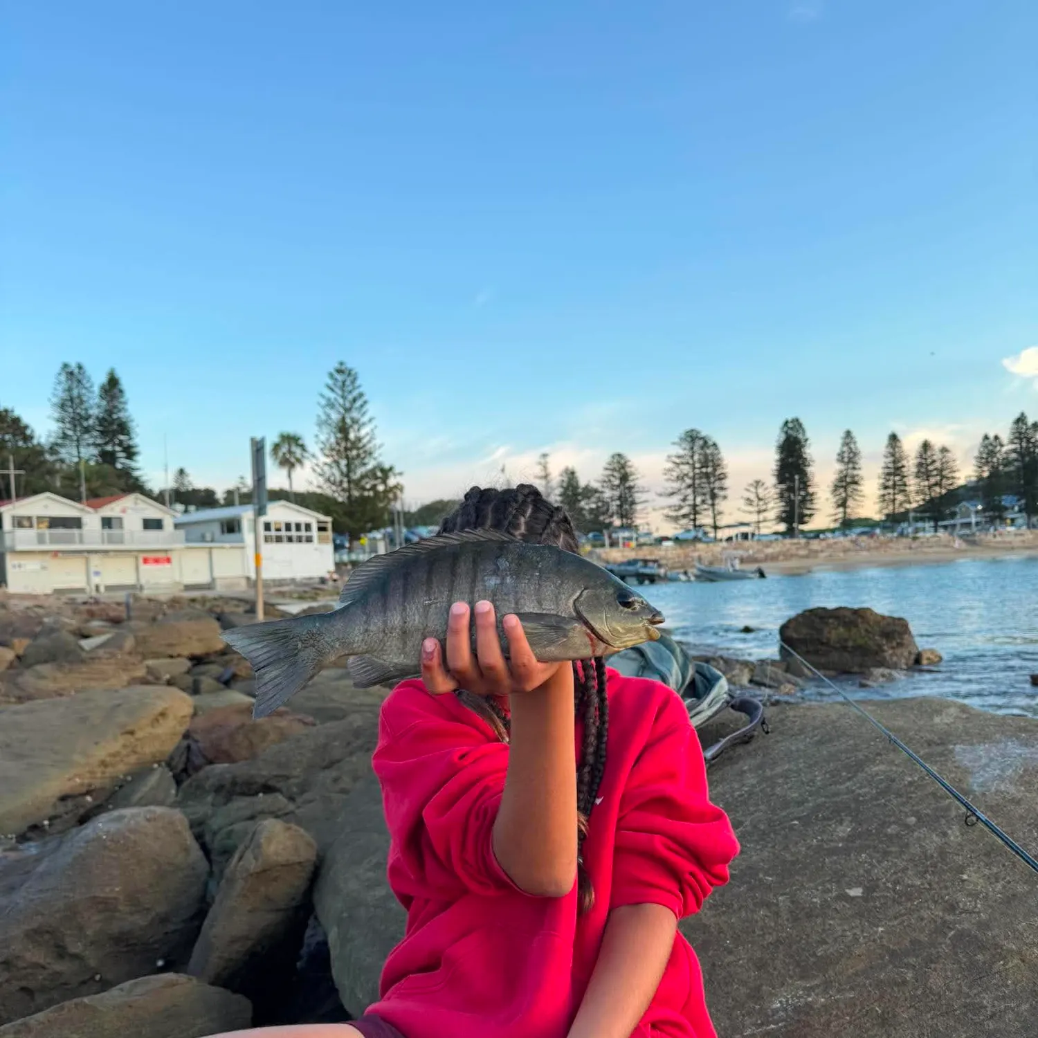 Luderick caught on Fishbrain