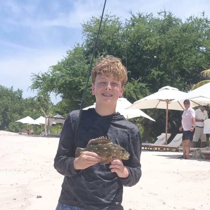 The most recent Starry grouper catches on Fishbrain