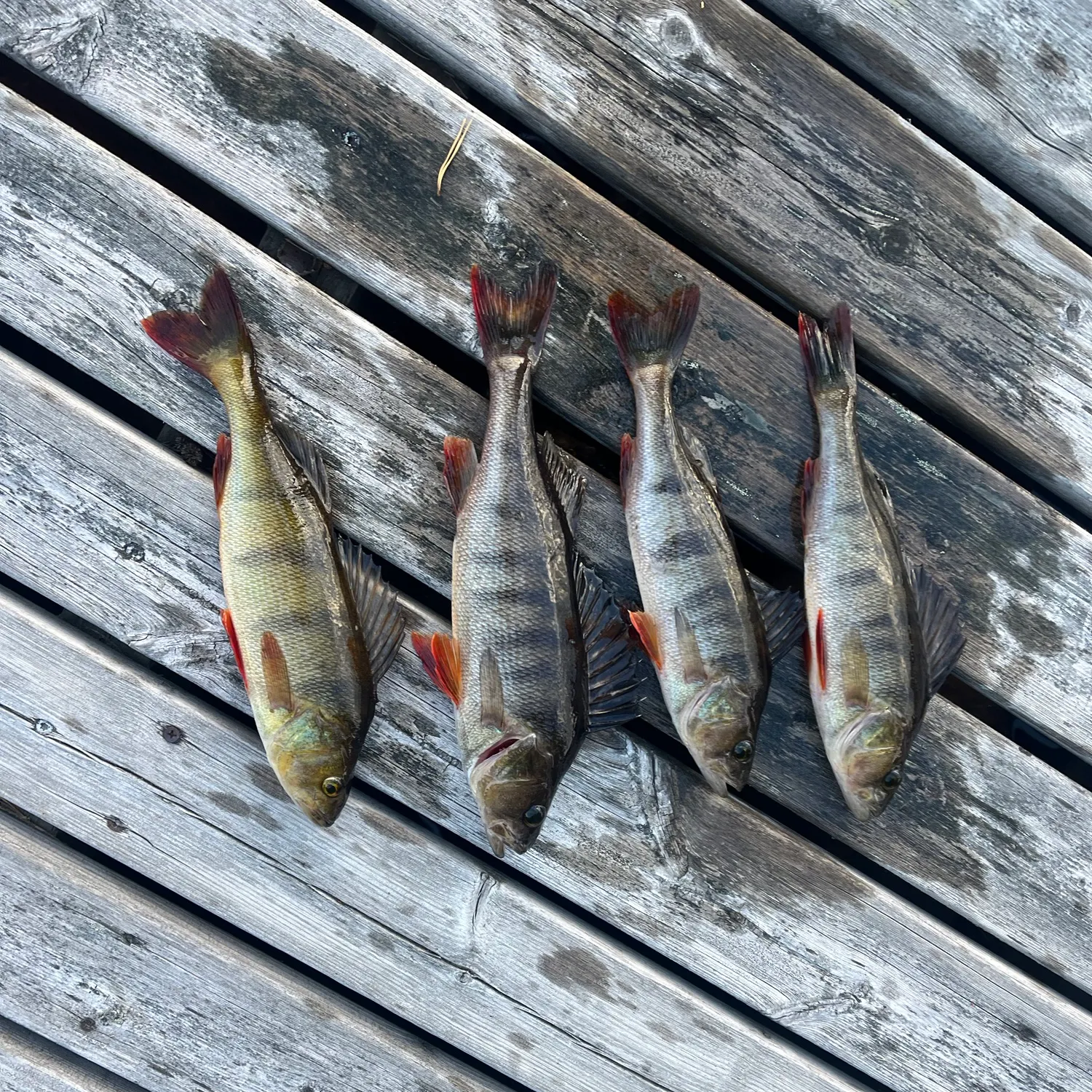 recently logged catches