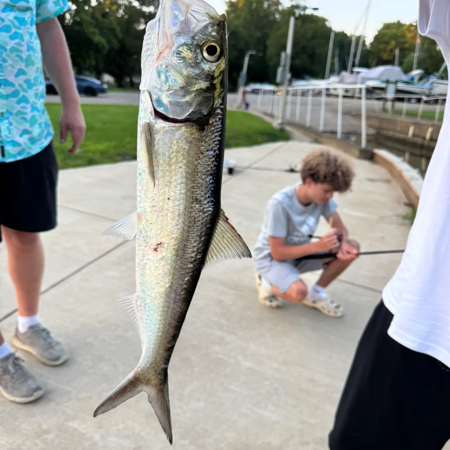 The most recent Skipjack herring catches on Fishbrain