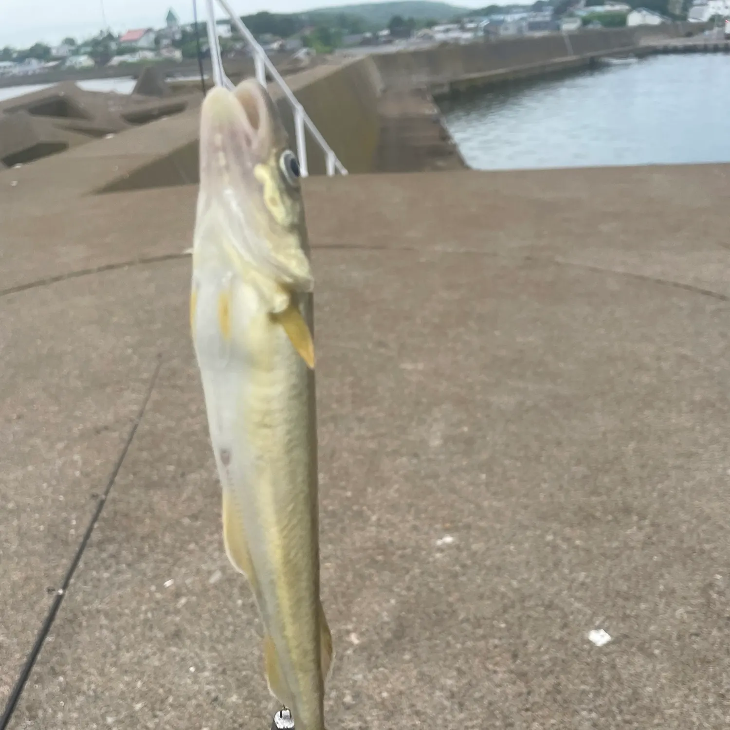 The most recent Saffron cod catches on Fishbrain