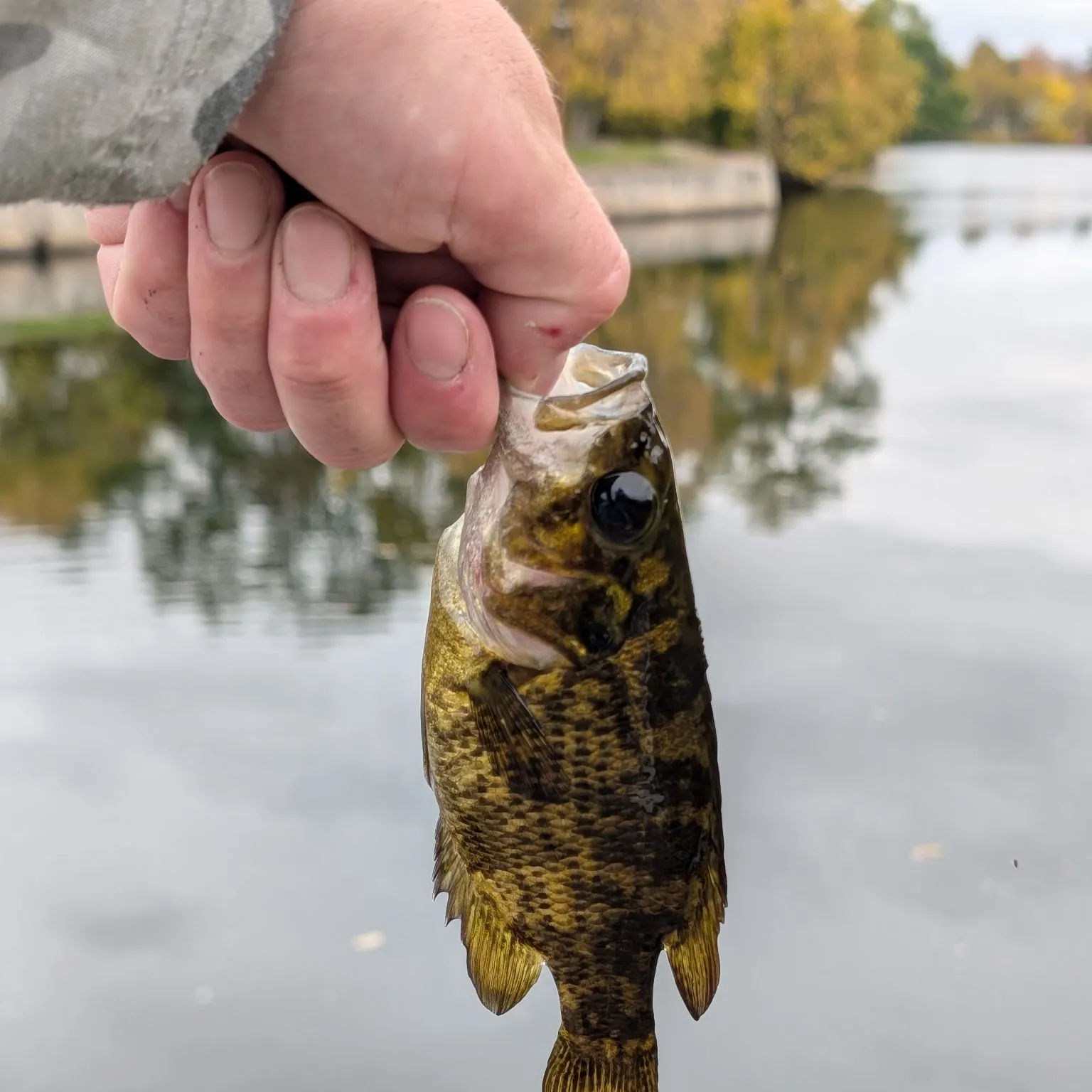 Rock bass caught on Fishbrain