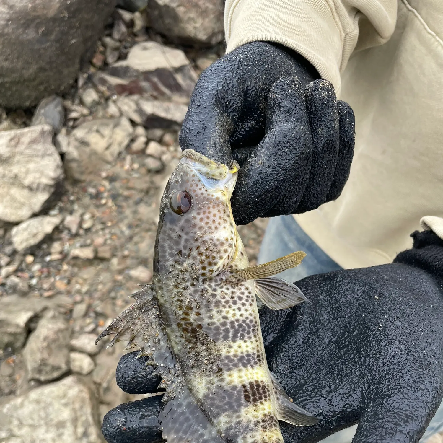 The most recent Spotted sand bass catches on Fishbrain