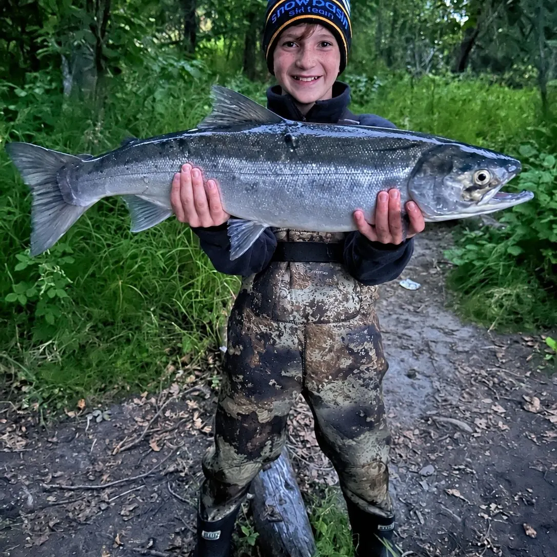 The most recent Chum salmon catches on Fishbrain