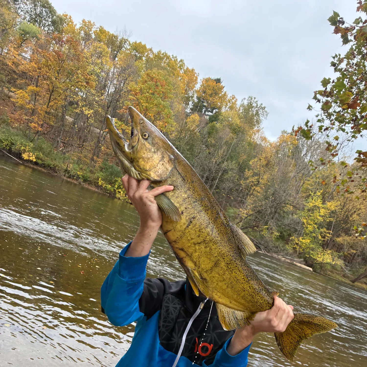 Chinook salmon caught on Fishbrain