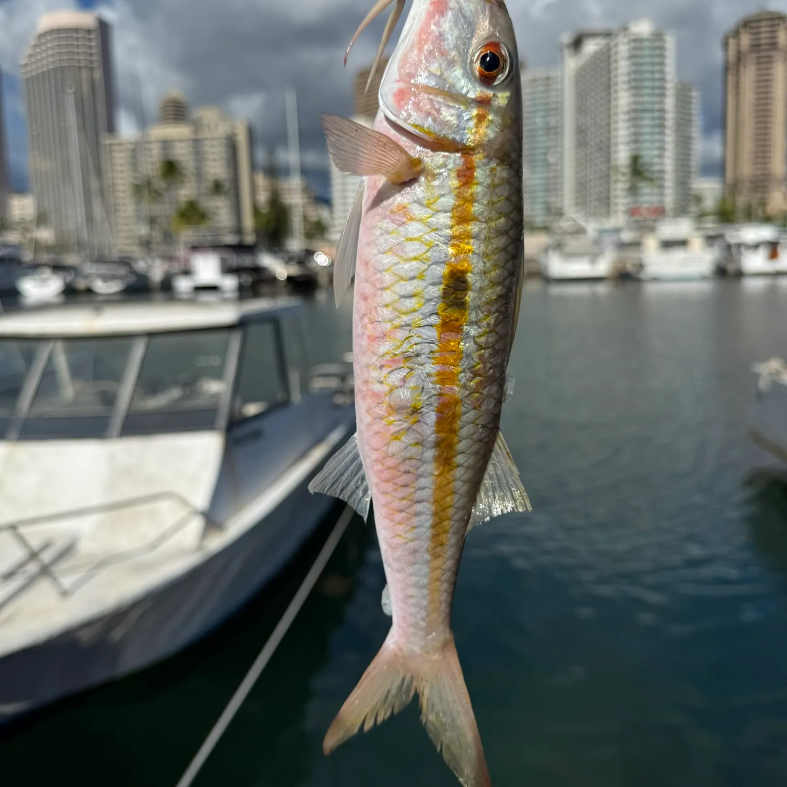 The most recent Yellowstripe goatfish catches on Fishbrain