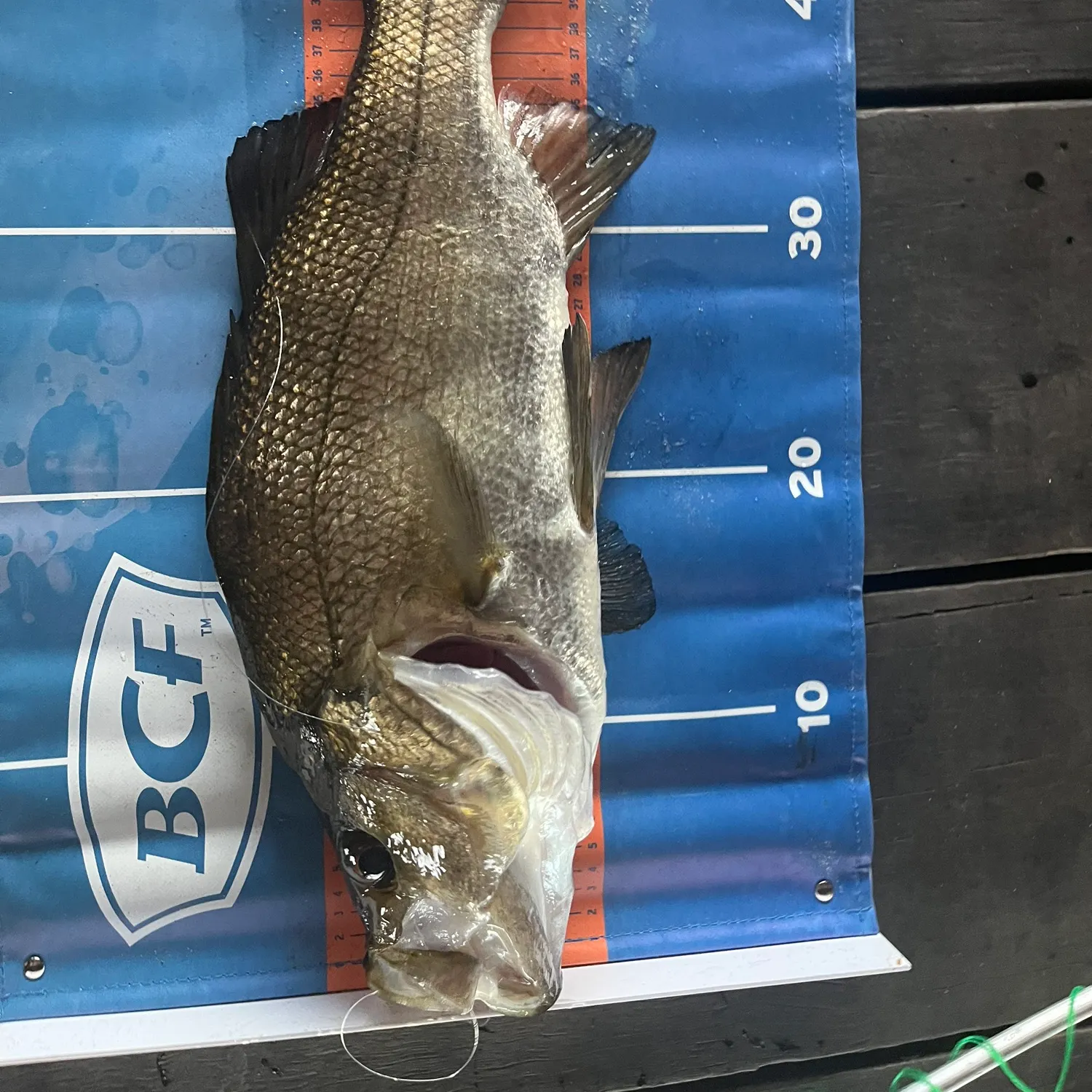 The most recent Estuary perch catches on Fishbrain