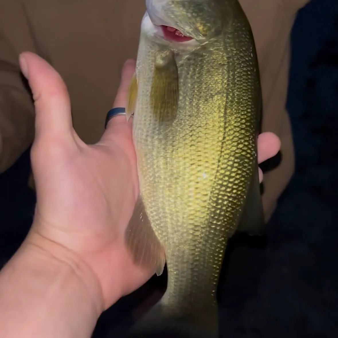 Largemouth bass caught on Fishbrain