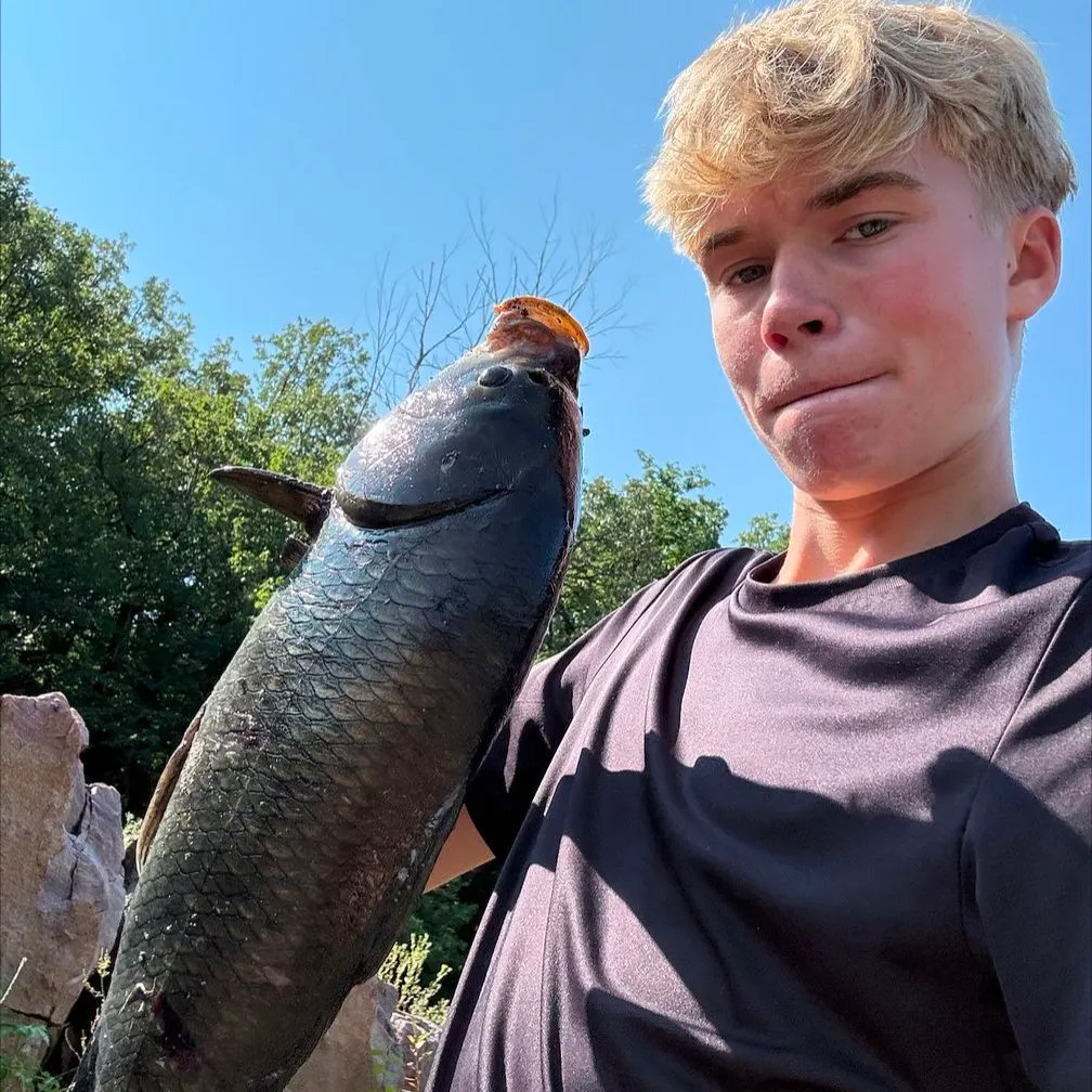 The most recent Black buffalo catches on Fishbrain