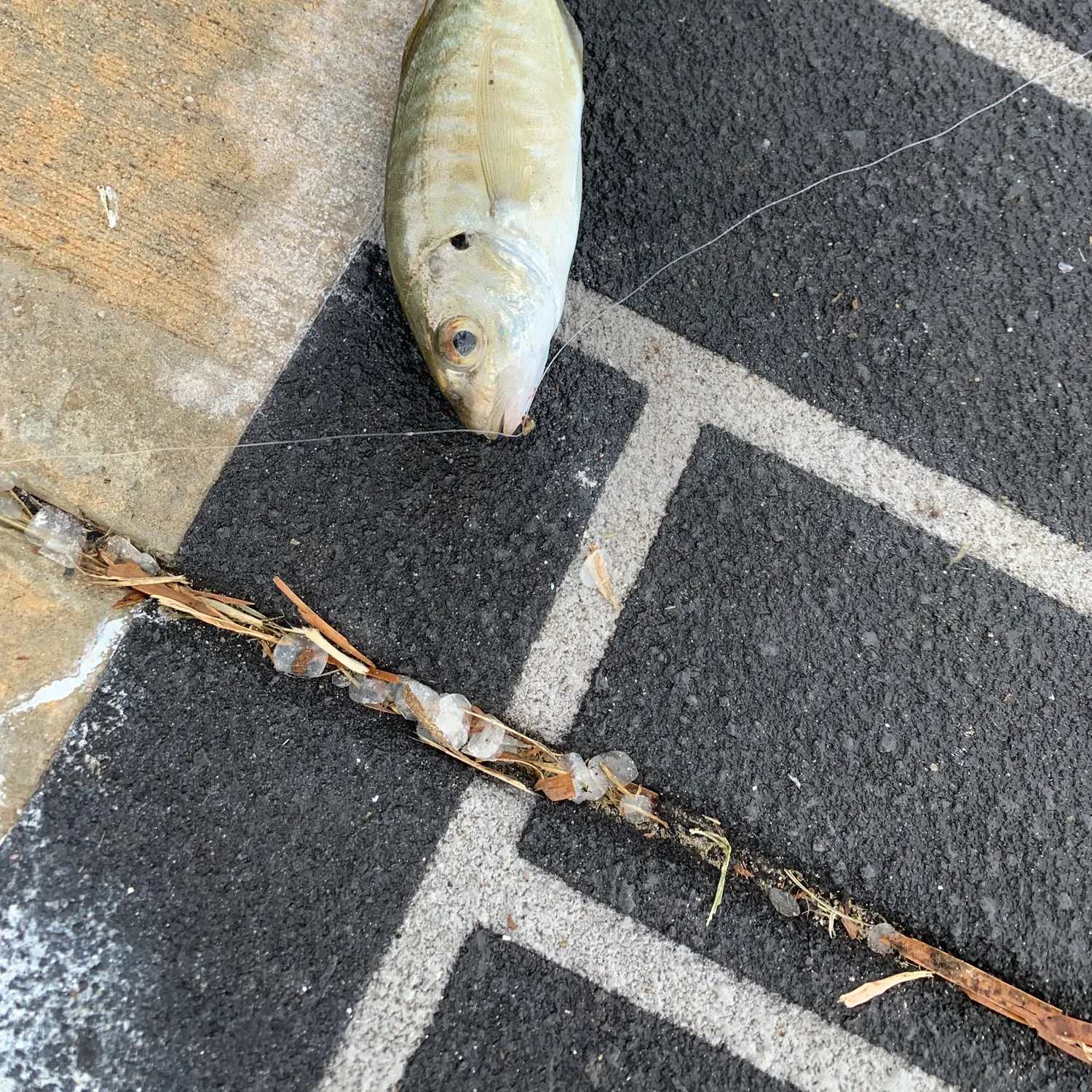 The most recent Australian ruff catches on Fishbrain