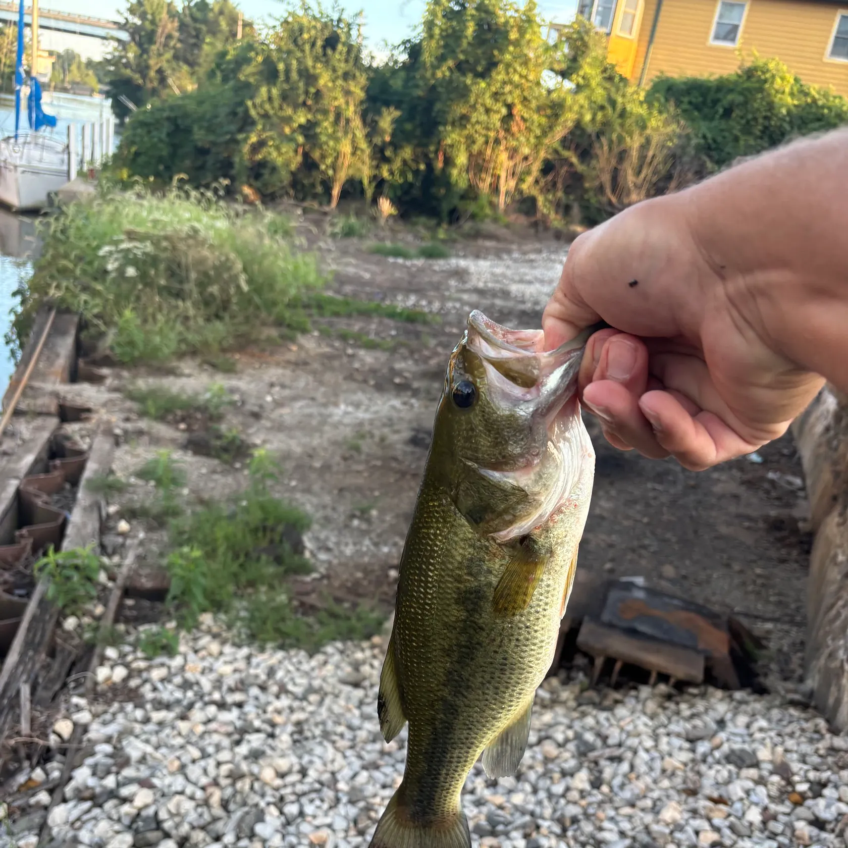 Largemouth bass caught on Fishbrain