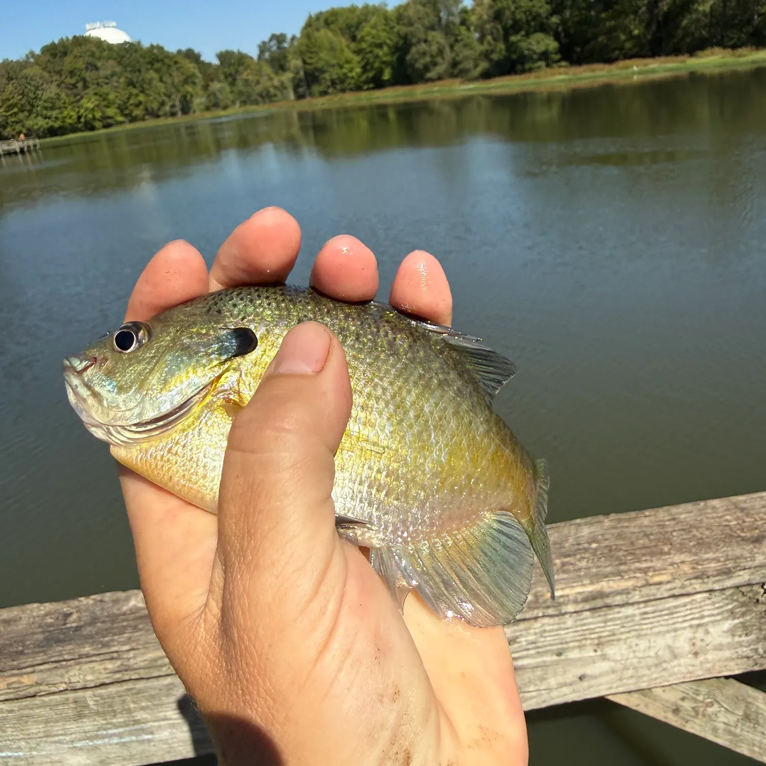 Bluegill caught on Fishbrain