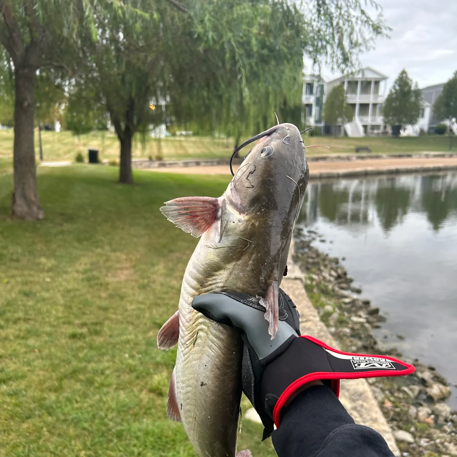Channel catfish caught on Fishbrain