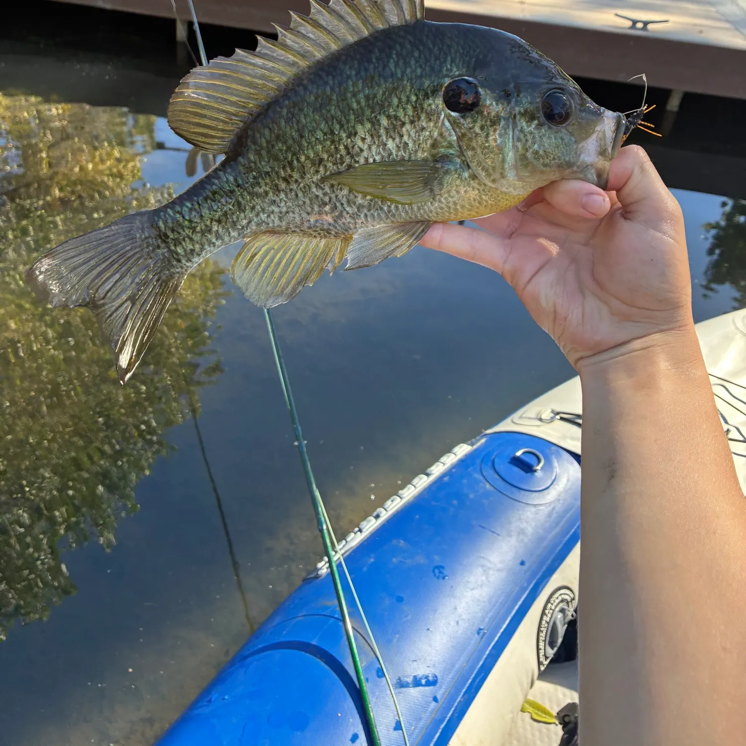 Redear sunfish caught on Fishbrain