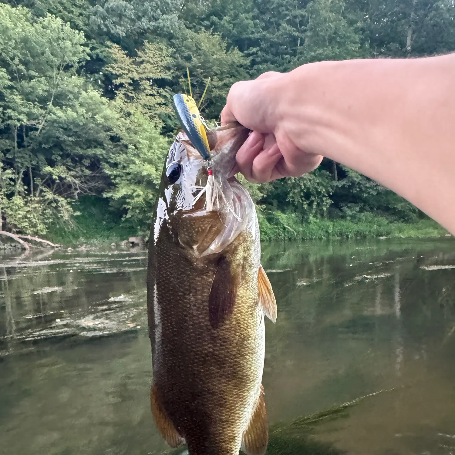 Smallmouth bass caught on Fishbrain