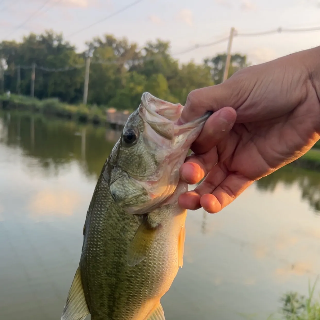 Largemouth bass caught on Fishbrain