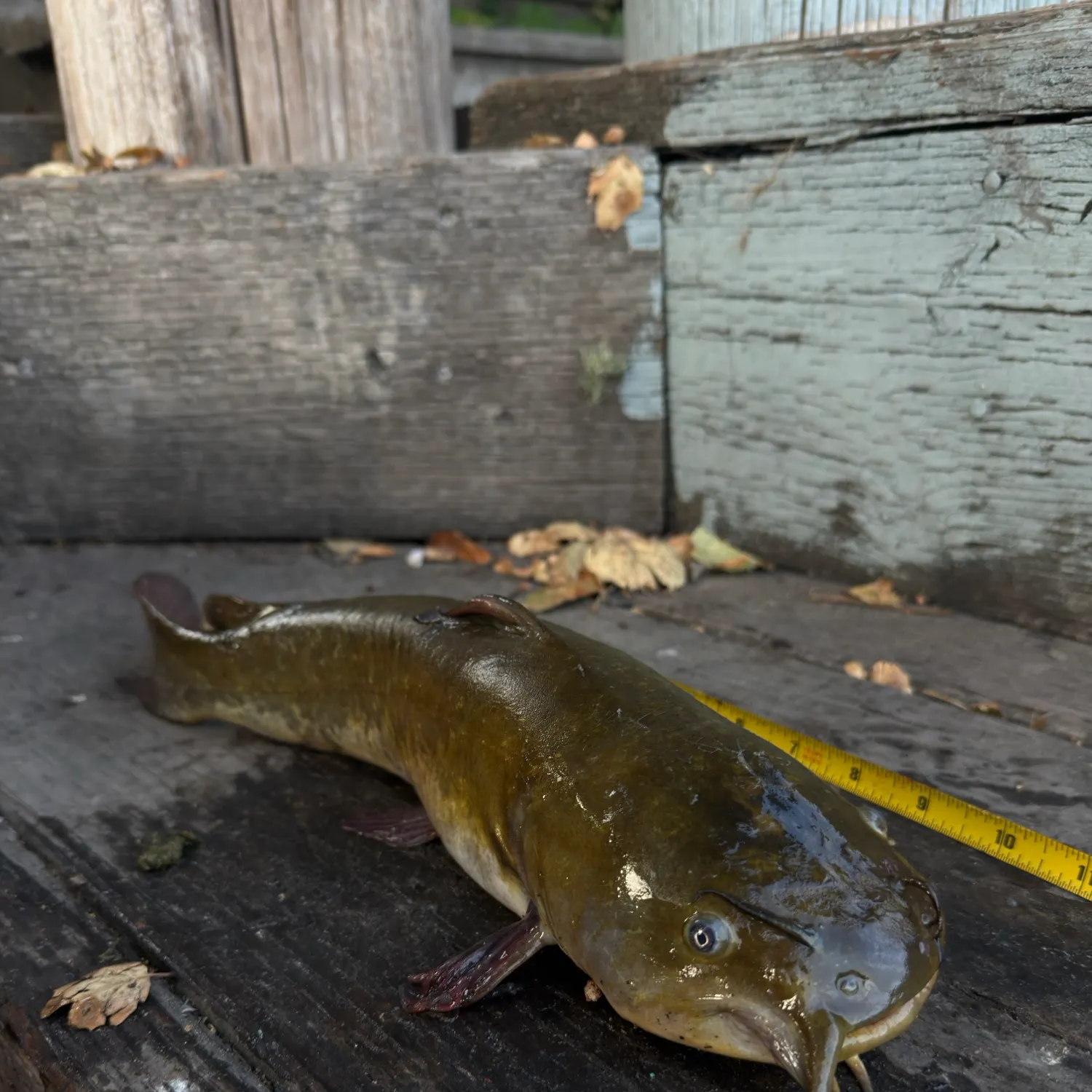 Black bullhead caught on Fishbrain