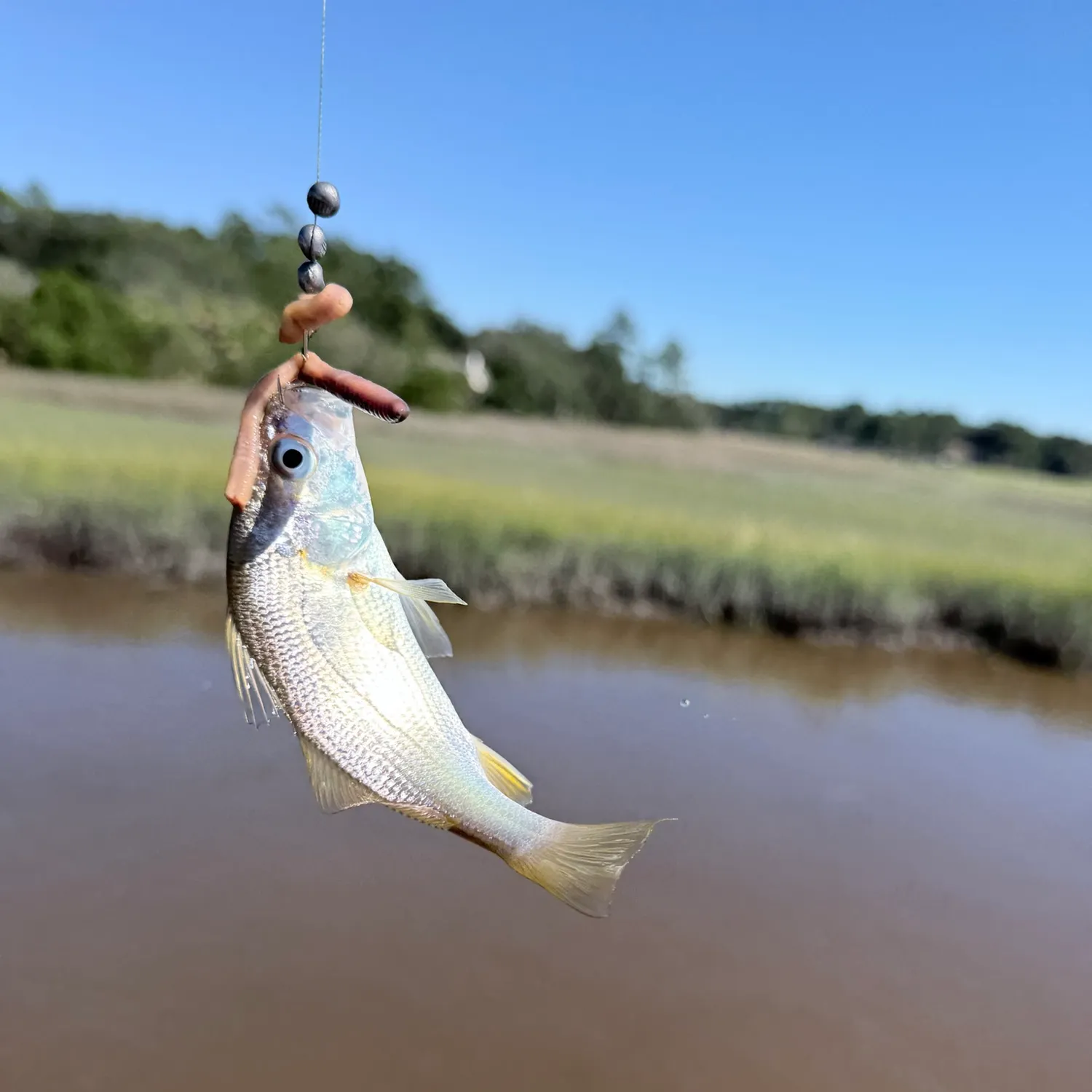 The most recent Silver perch catches on Fishbrain