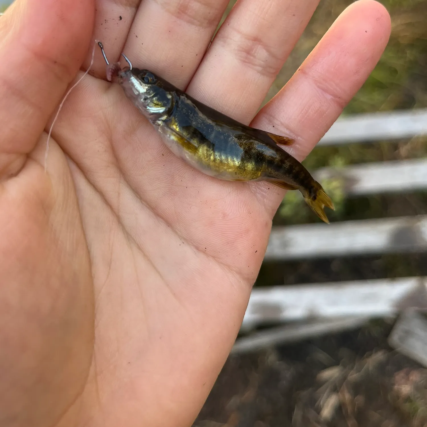 The most recent Eurasian minnow catches on Fishbrain