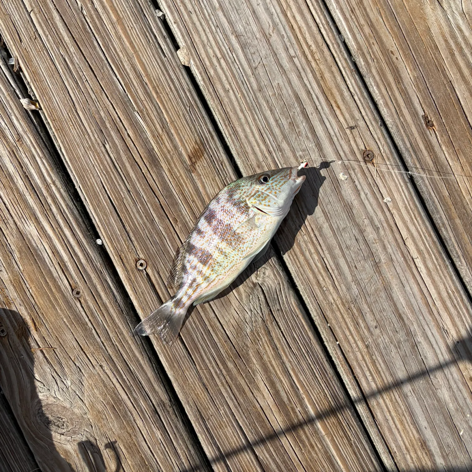 Pigfish caught on Fishbrain