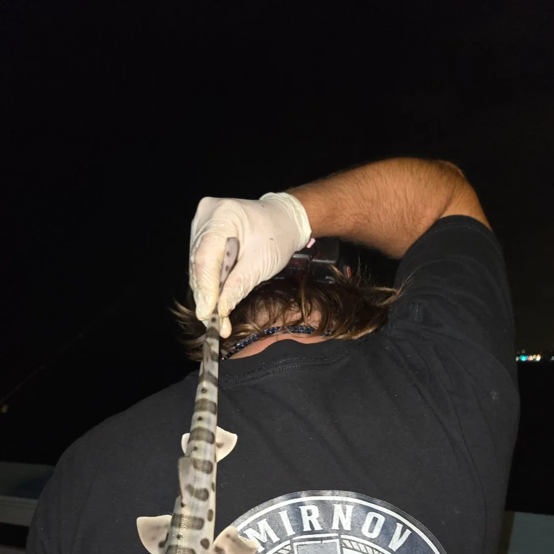Leopard shark caught on Fishbrain