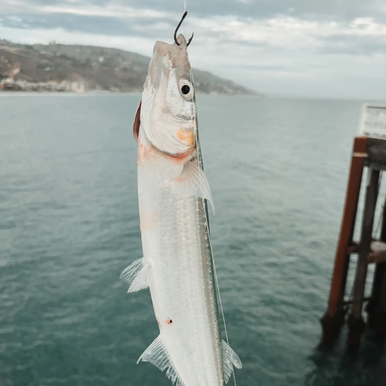 Jack silverside caught on Fishbrain