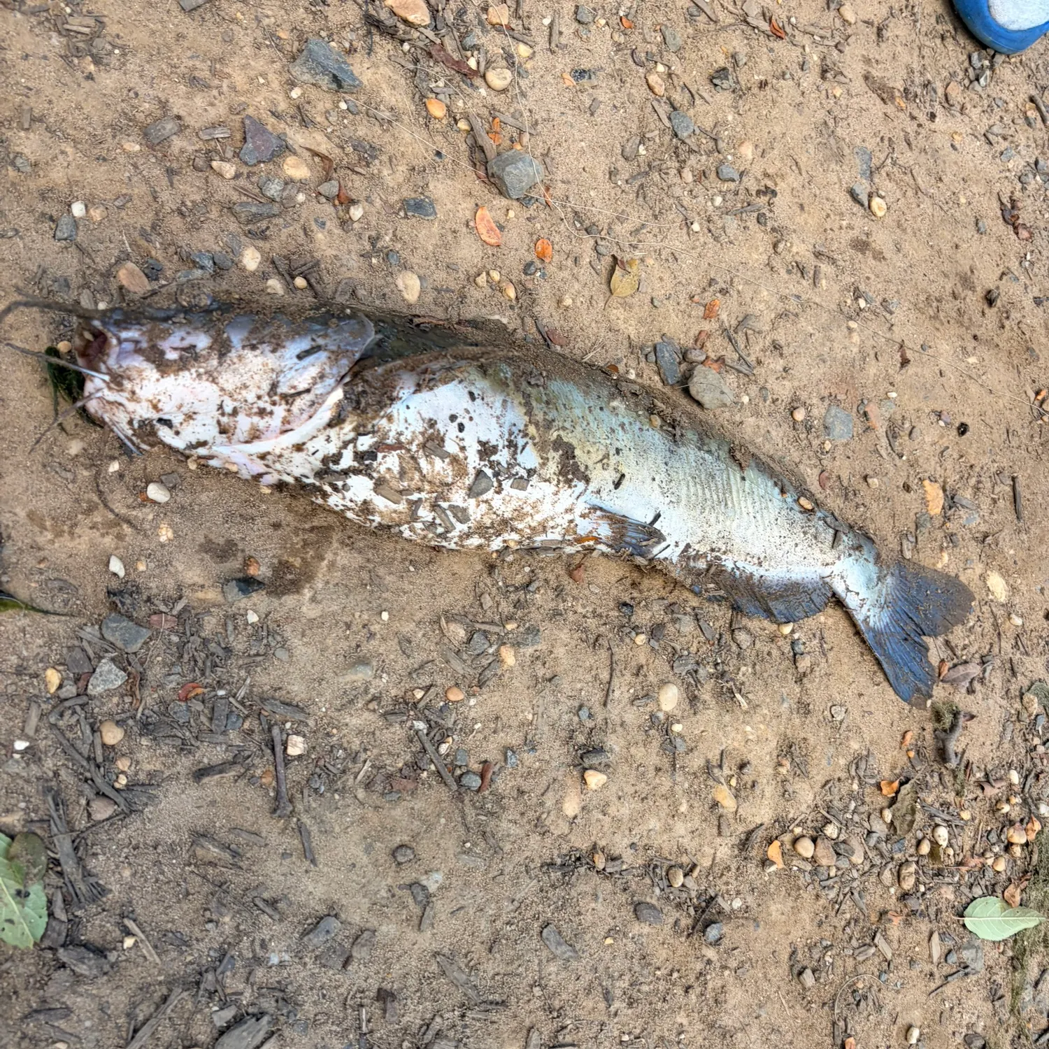 Channel catfish caught on Fishbrain
