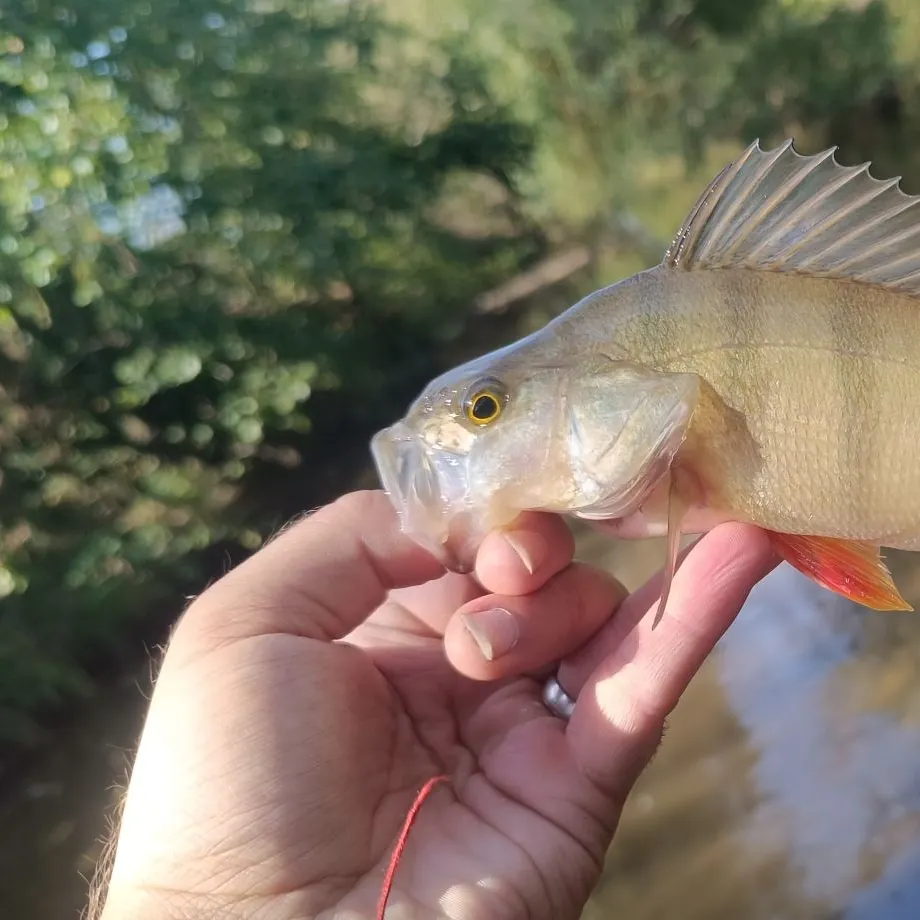 European perch caught on Fishbrain