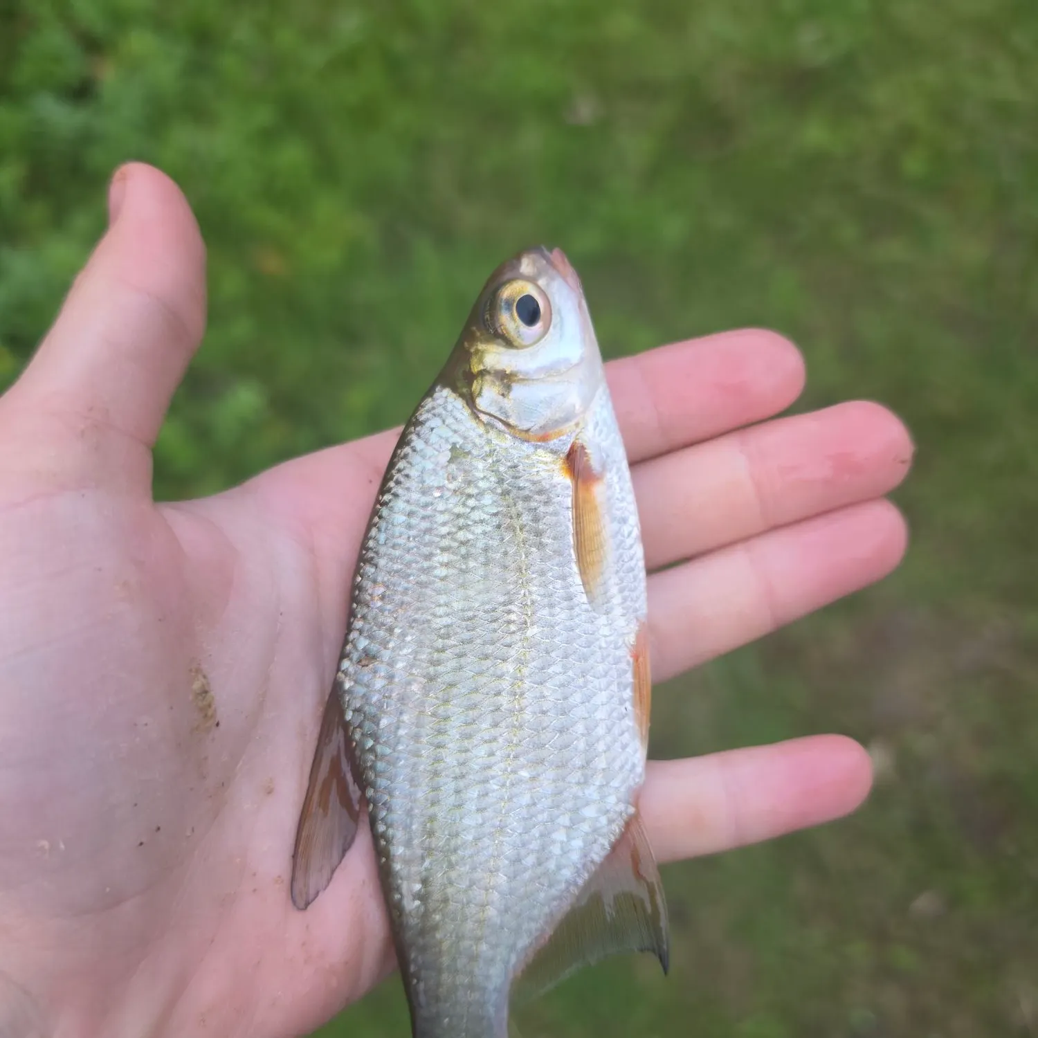 Common bream caught on Fishbrain