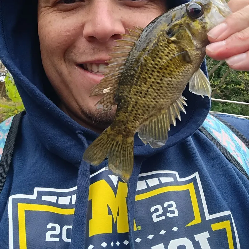 Rock bass caught on Fishbrain