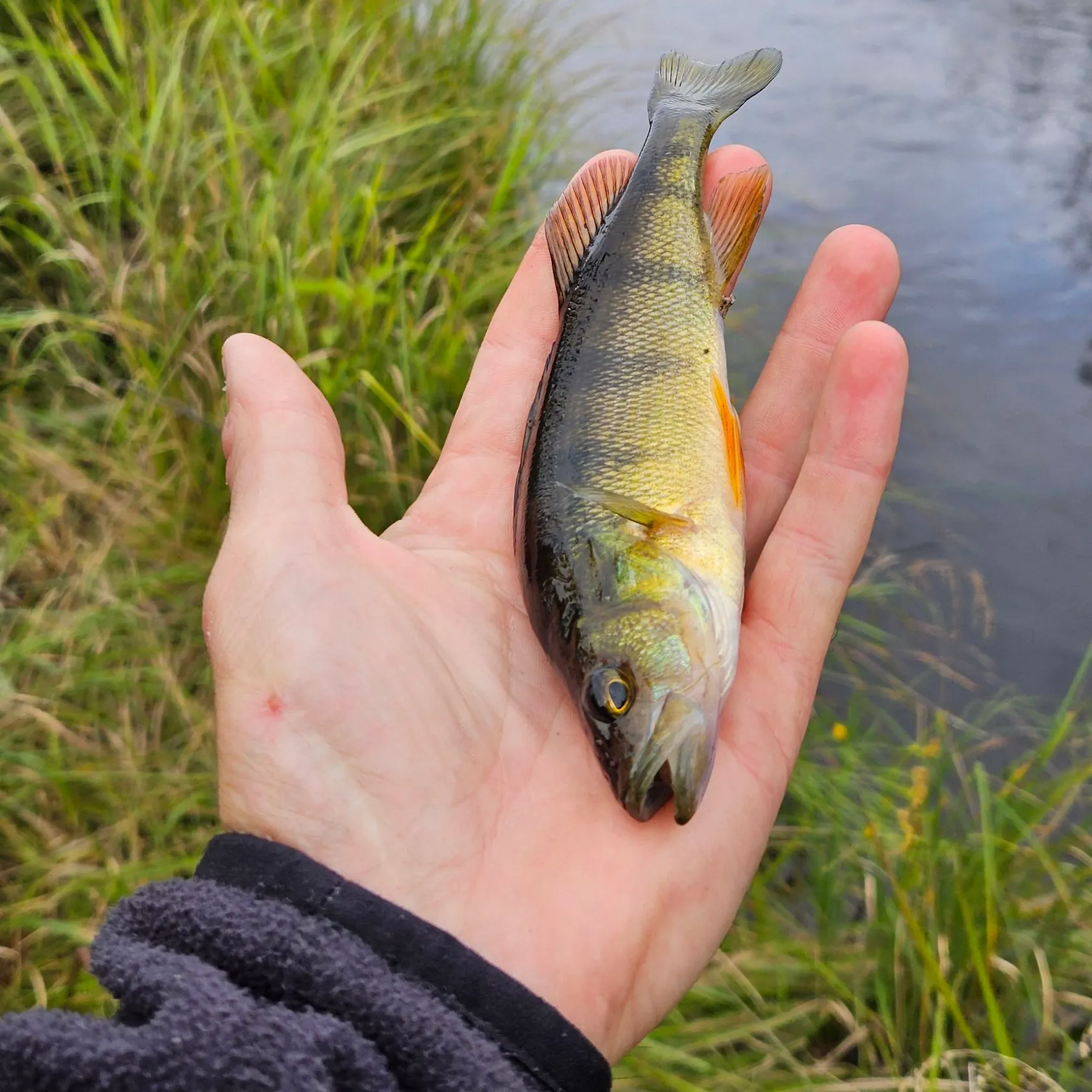 Yellow perch caught on Fishbrain