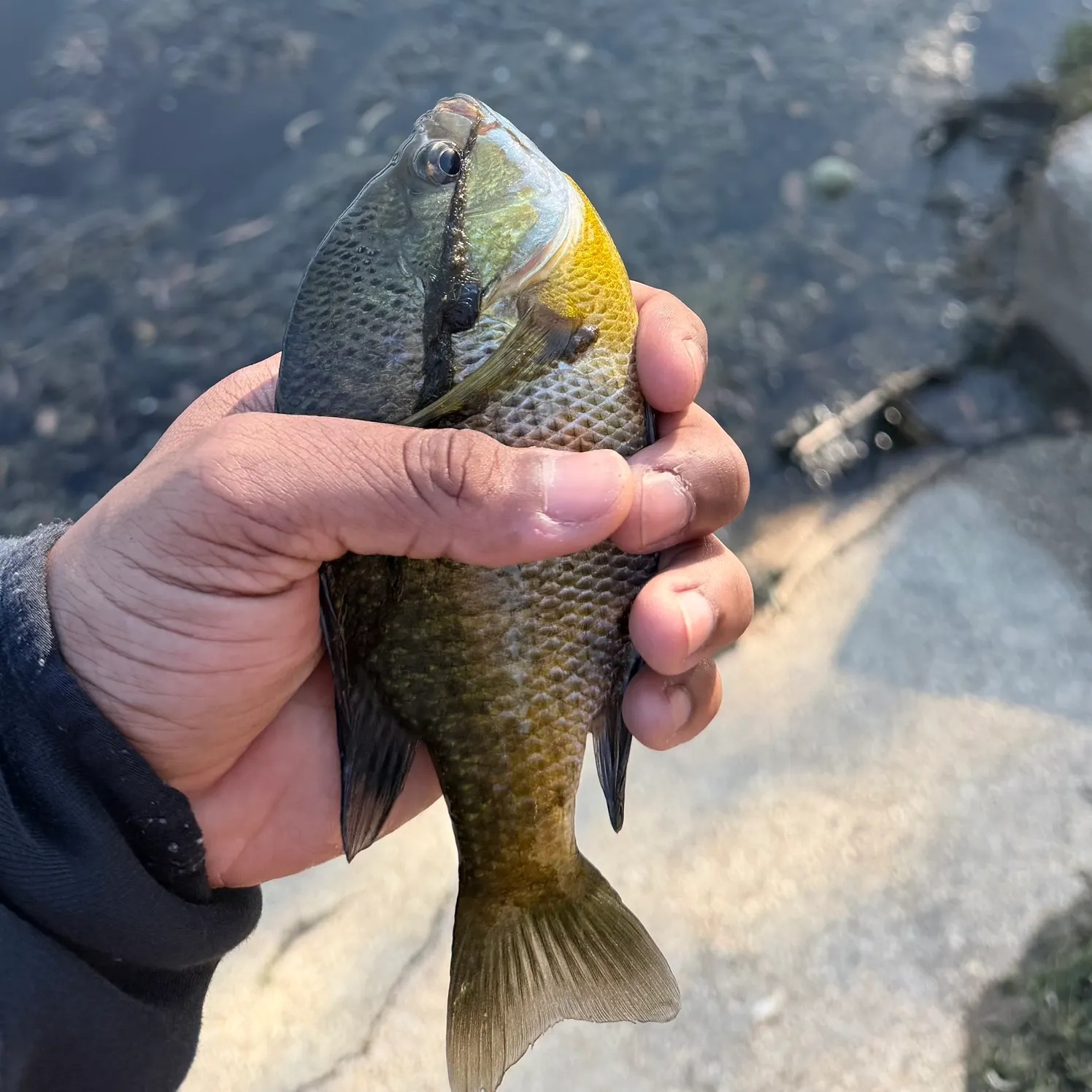 Bluegill caught on Fishbrain