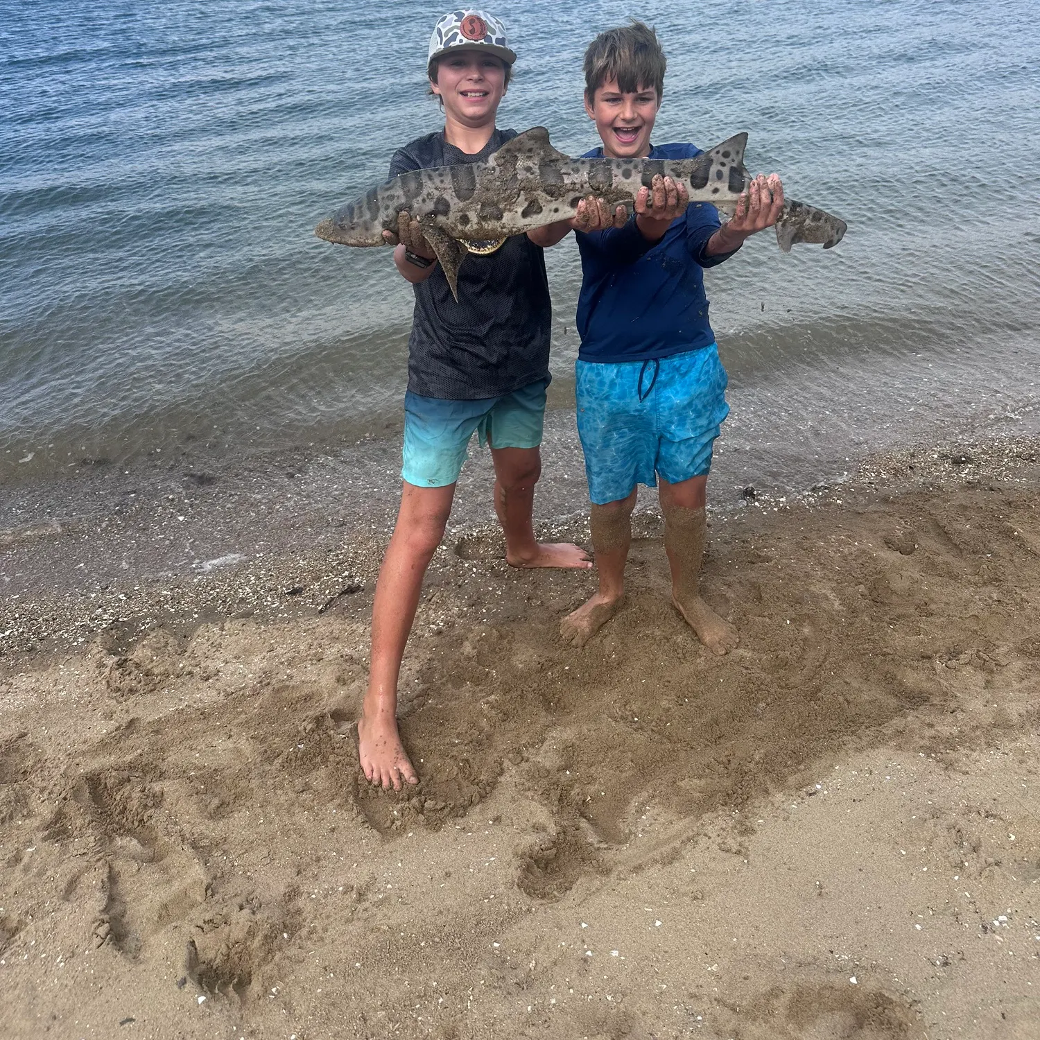 Leopard shark caught on Fishbrain