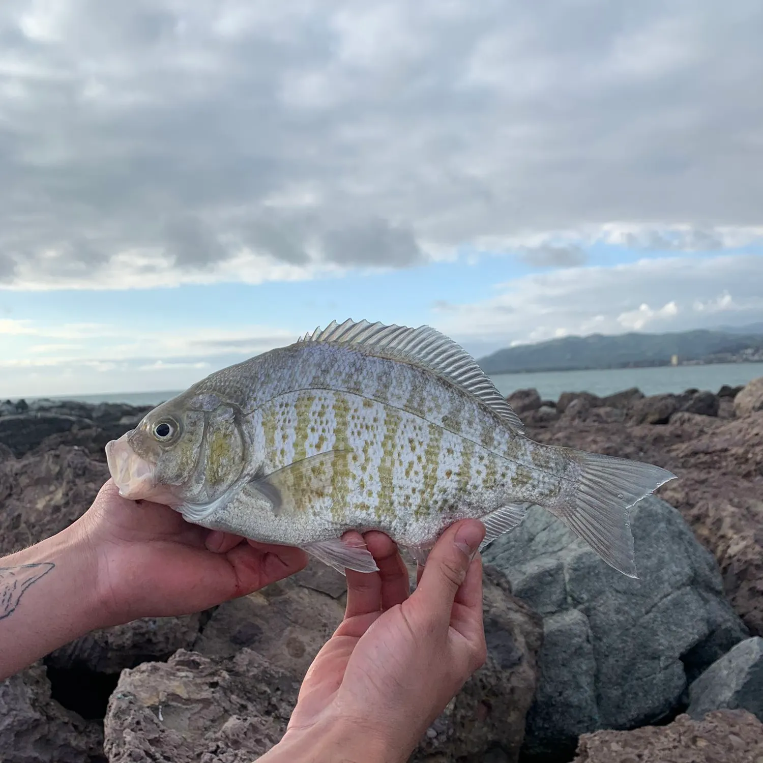 angler catch