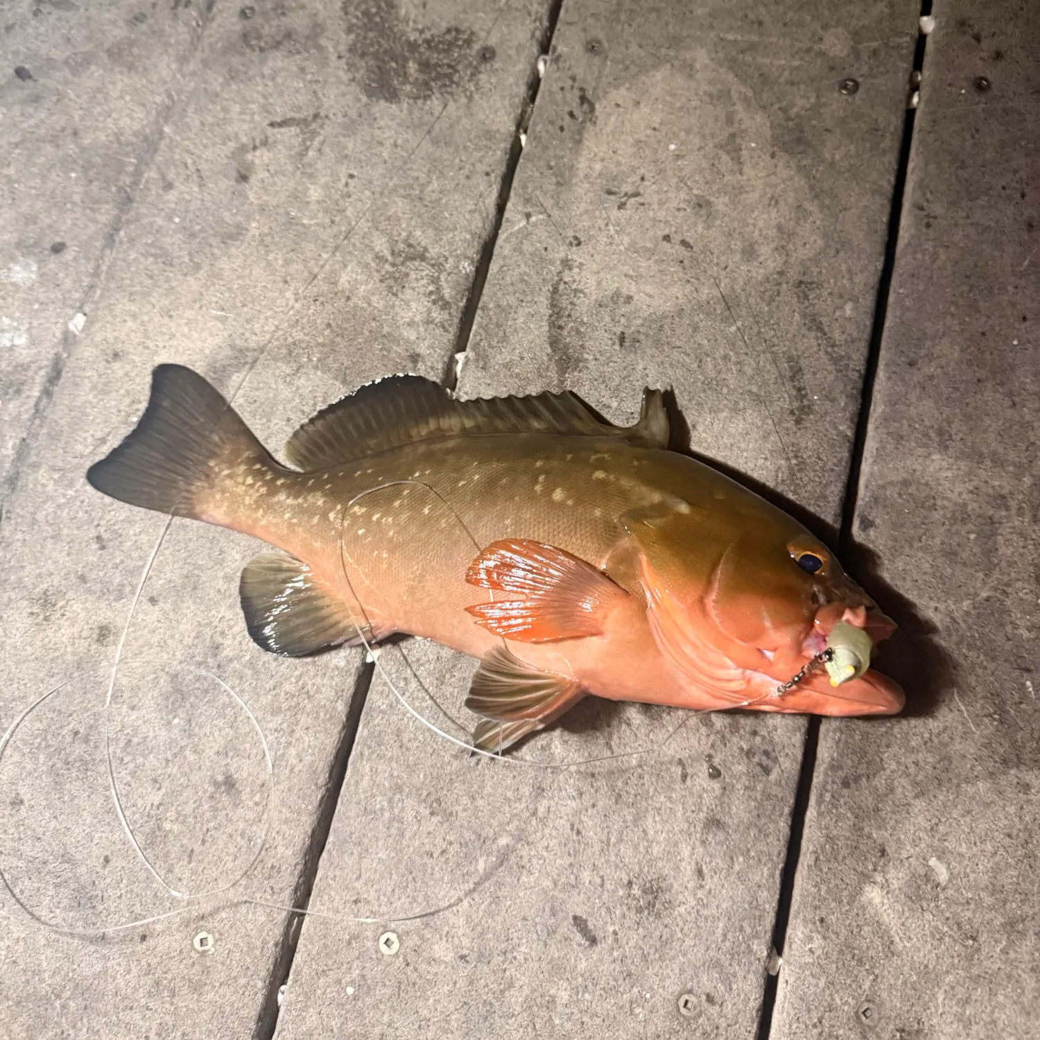 Red grouper caught on Fishbrain