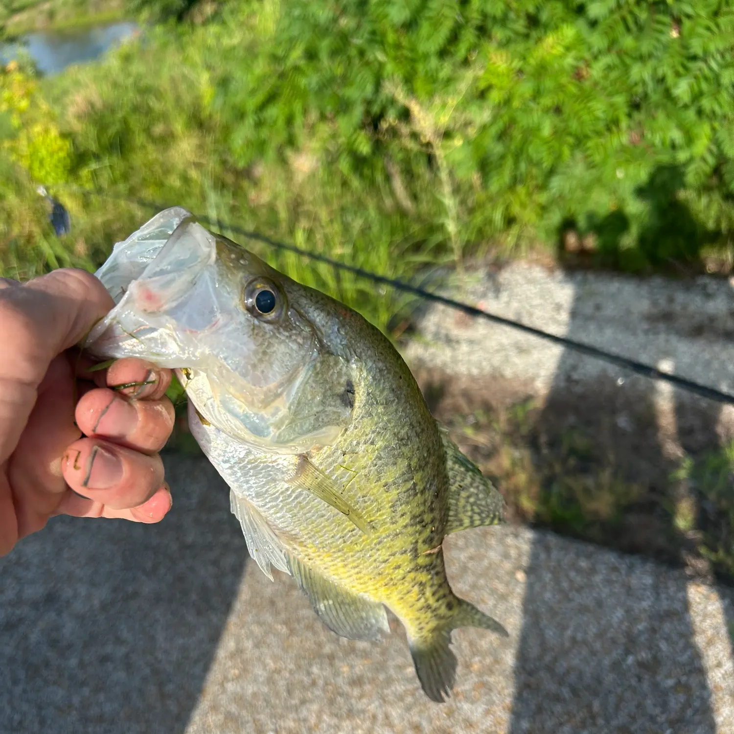 White crappie caught on Fishbrain
