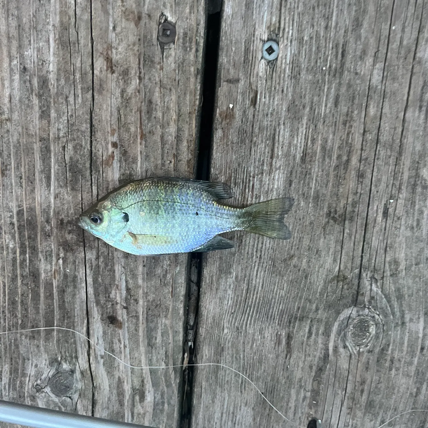 Fish caught on Fishbrain
