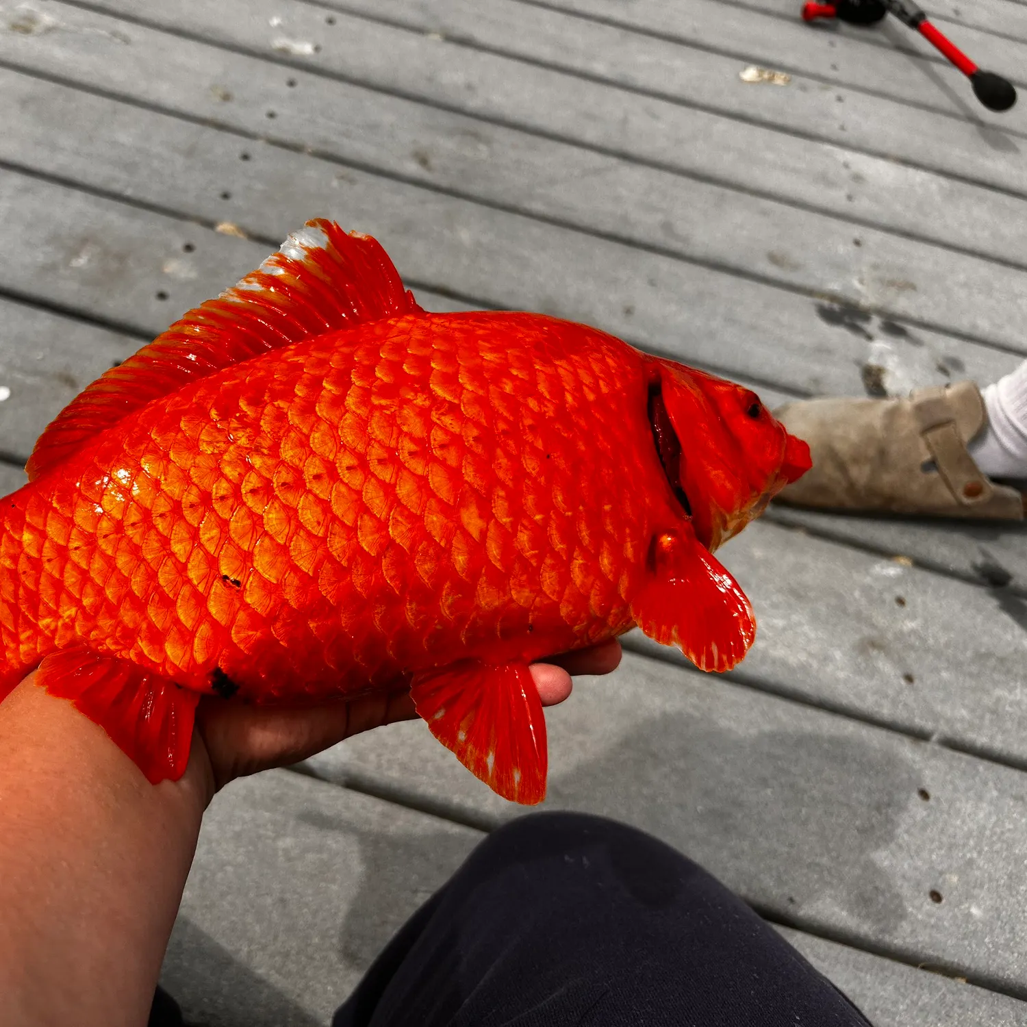 catch