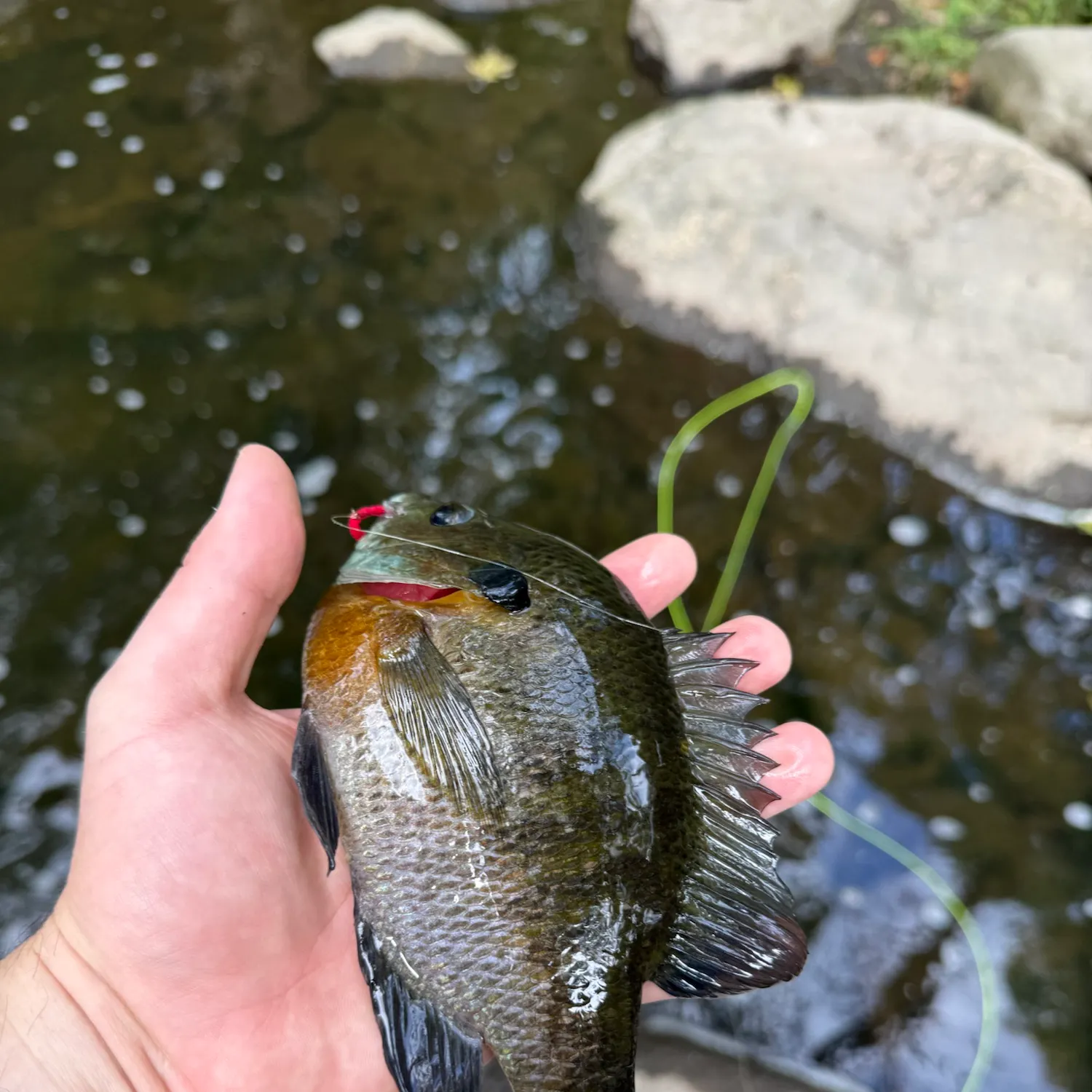 Bluegill caught on Fishbrain