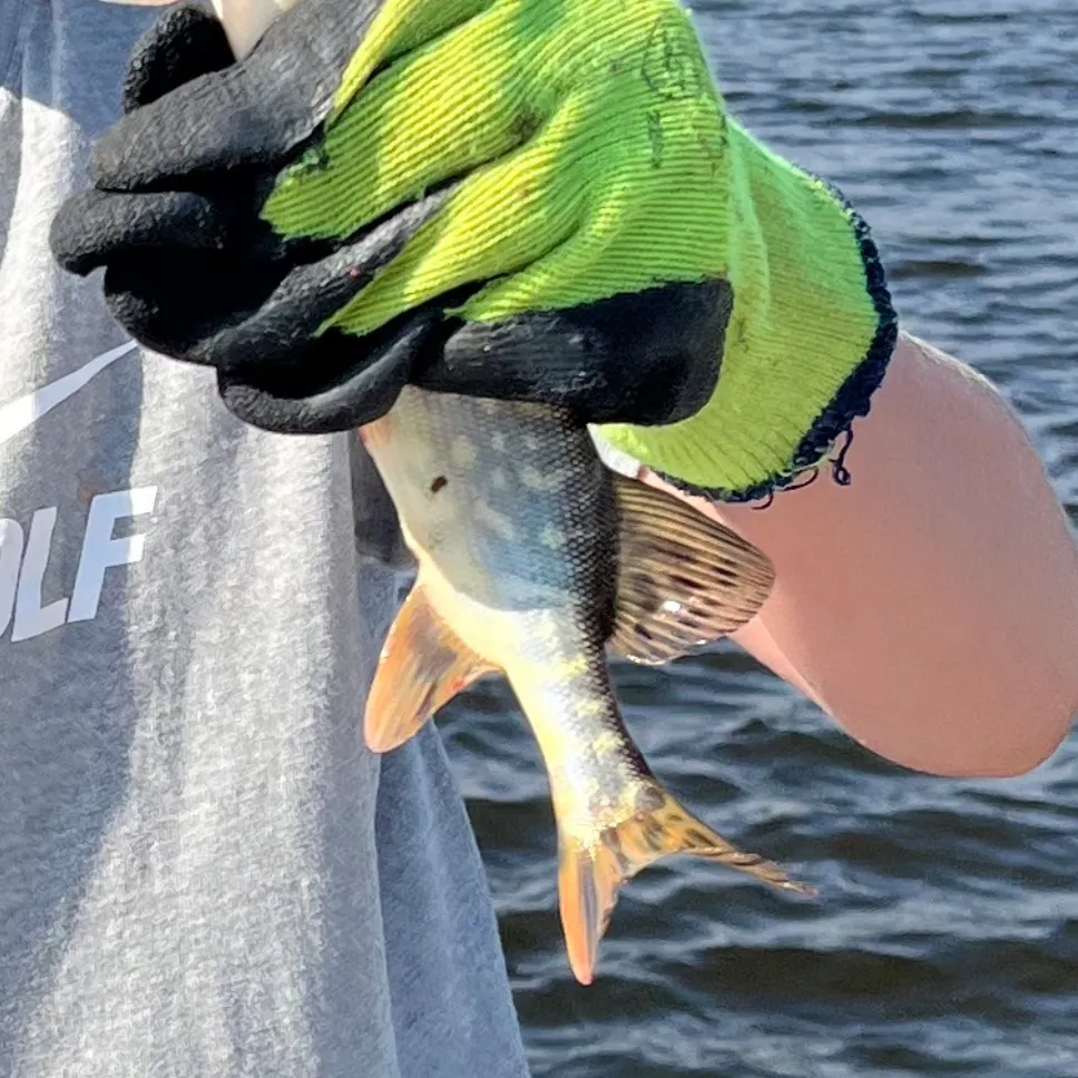 Fish caught on Fishbrain