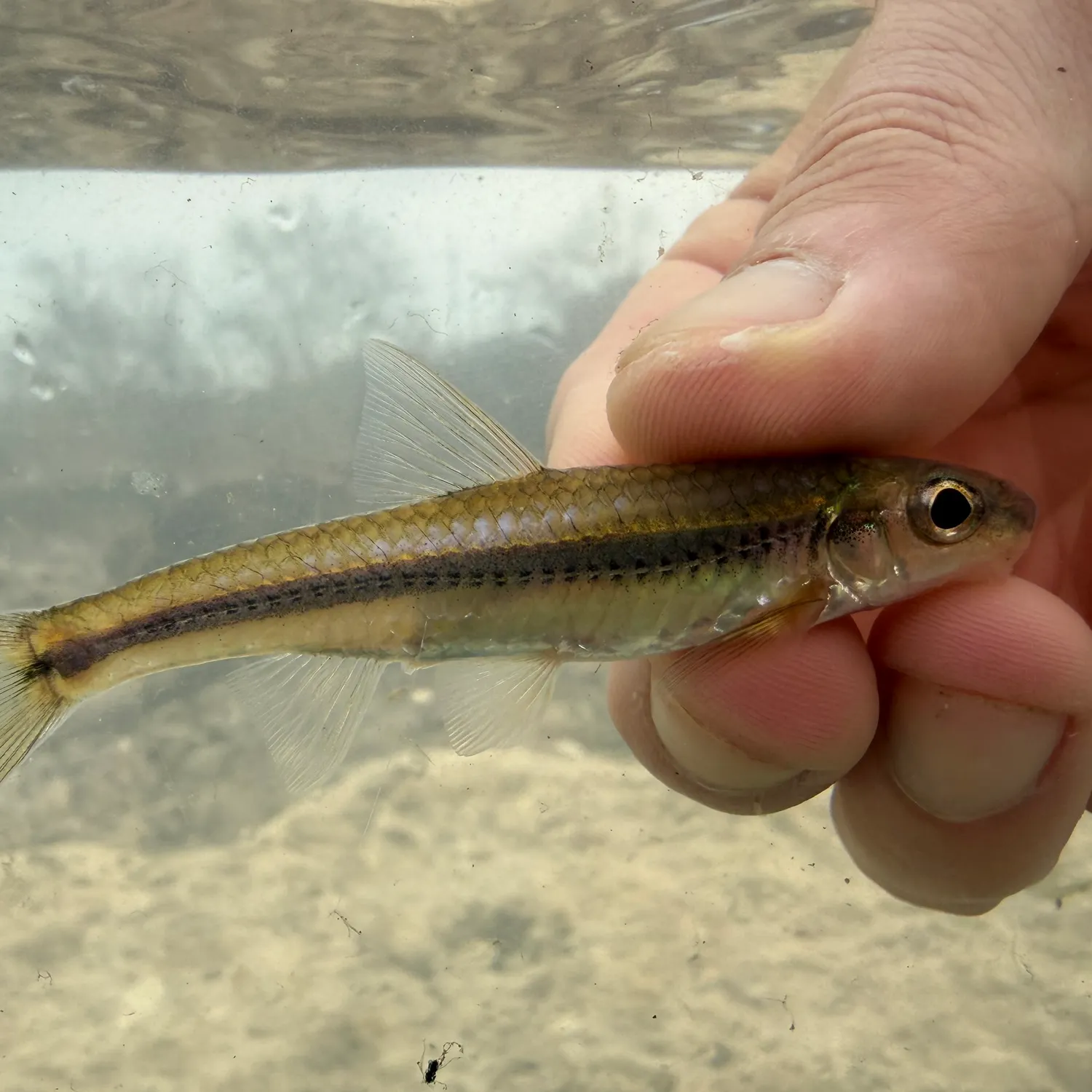 The most recent Bigeye chub catches on Fishbrain