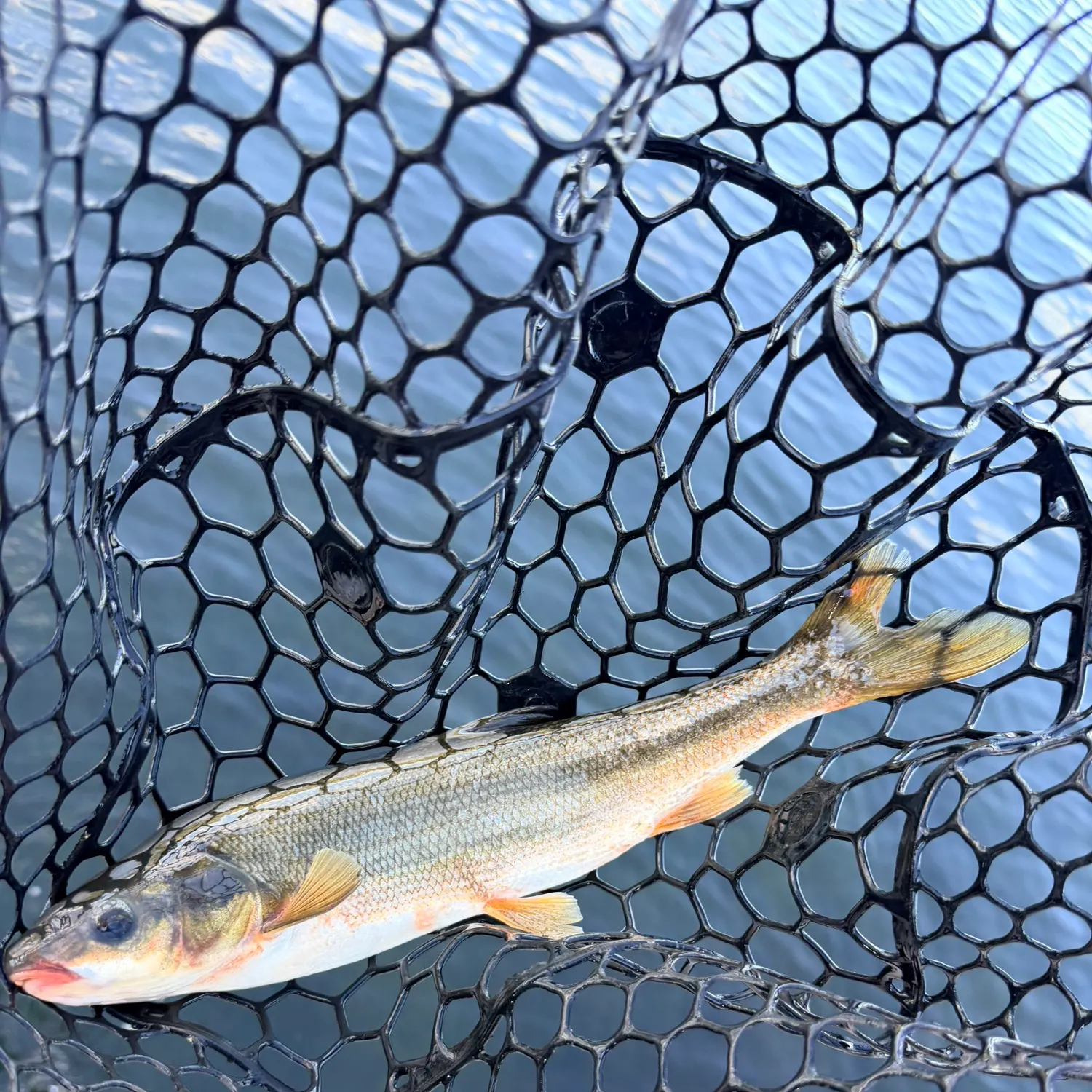 The most recent Peamouth catches on Fishbrain
