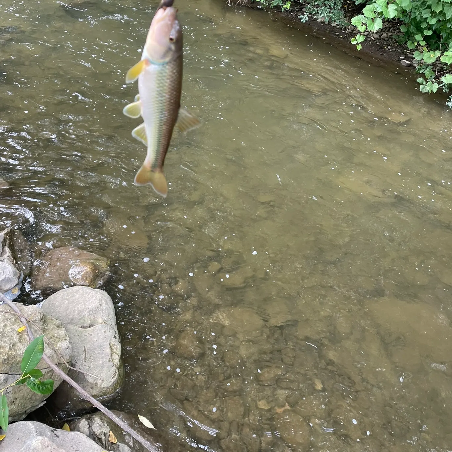 Hornyhead chub caught on Fishbrain