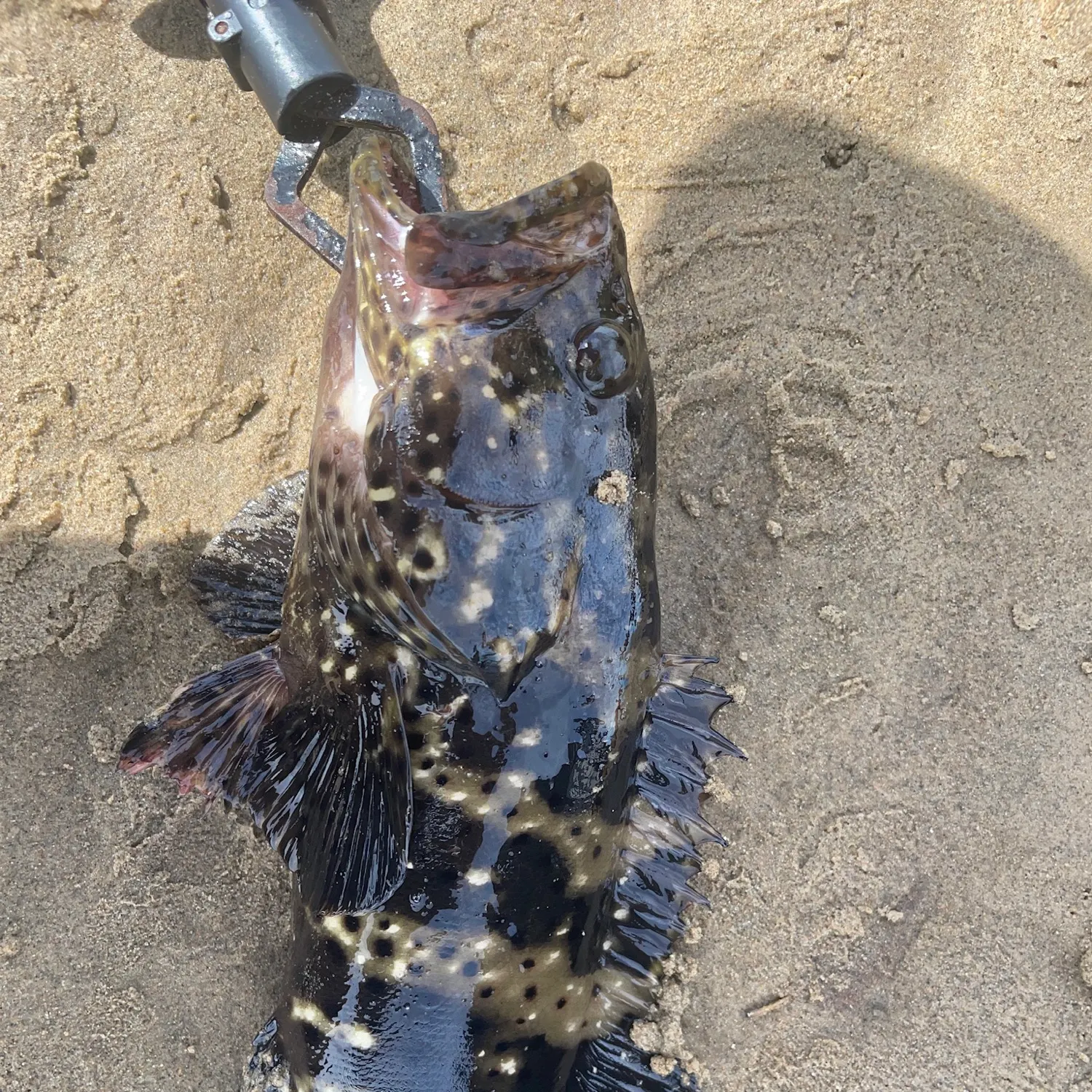 The most recent Malabar grouper catches on Fishbrain