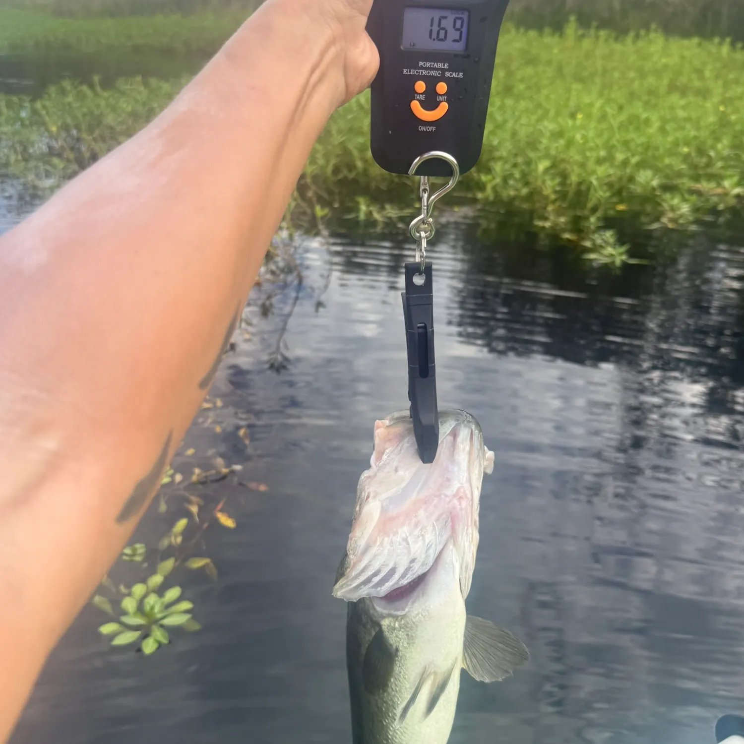 Largemouth bass caught on Fishbrain