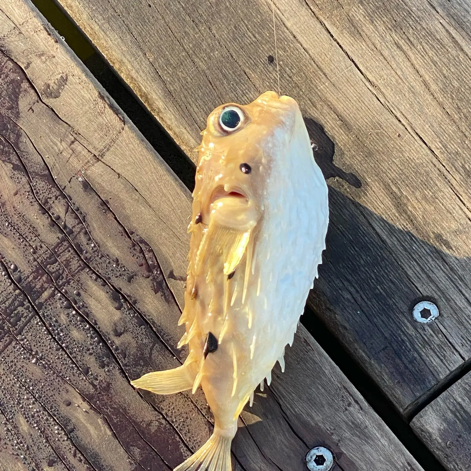 The most recent Longspined porcupinefish catches on Fishbrain